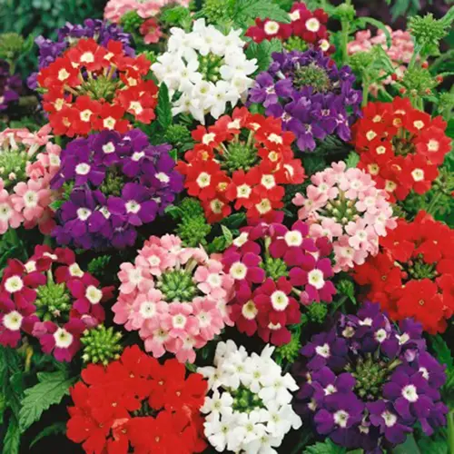 Potted Verbena Mix flowers in a garden bed