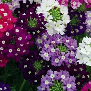 Verbena Mix flowers blooming in full sun