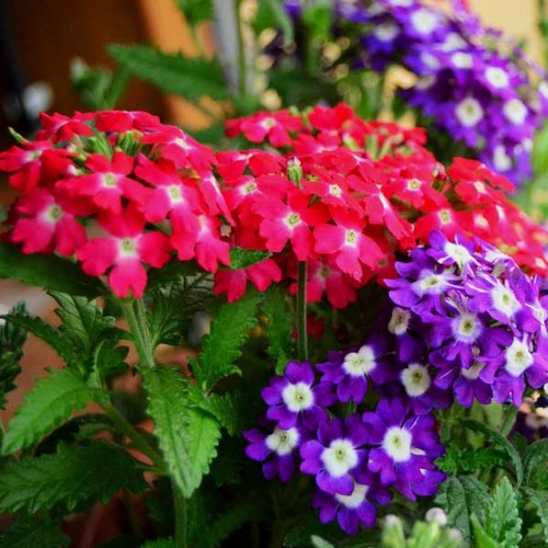 Hanging baskets with trailing Verbena Mix flowers