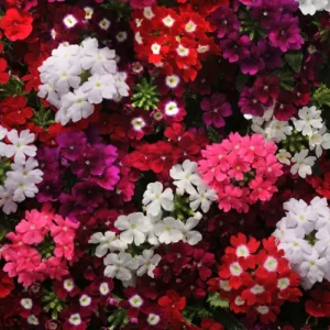 Verbena Mix Seeds vibrant flower blooms in red, purple, pink, and white