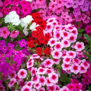 Phlox Seeds Mix - Vibrant Colorful Flowers in Garden