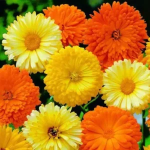 Calendula mix seeds gul e ashrafi seeds in Pakistan