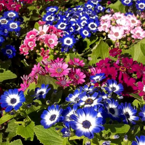 Cineraria Mix seeds vibrant flower blooms in pink, blue, and white