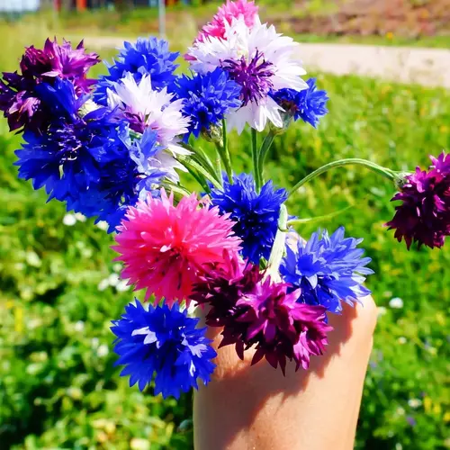 Blue Cornflowers seeds Blooming in a Meadow