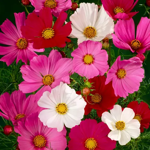 cosmos seeds price in pakistan