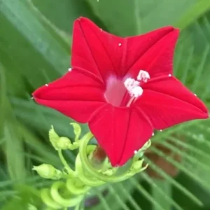 Cypress vine with red and pink star-shaped flowers