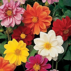 Dahlia Mix flowers planted in containers on a patio