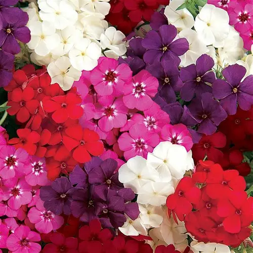 Phlox Mix in Garden Border for Winter Blooms