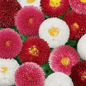 English daisy flowers blooming from Bellis seeds.