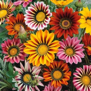 Gazania Mix seeds flowers in full bloom with bright orange, yellow, and red petals