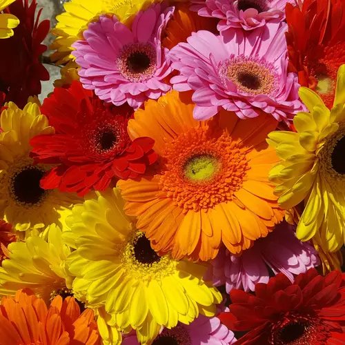 Gerbera Mix seeds flowers in full bloom with vibrant red, pink, yellow, and orange blooms in a garden.