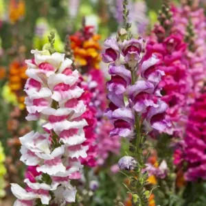 Antirrhinum Mix flowers in a garden border