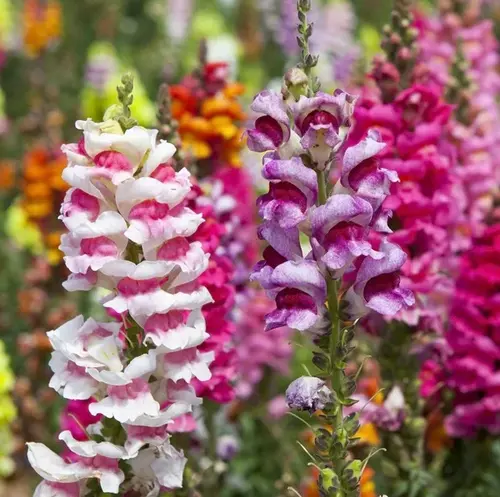 Antirrhinum Mix flowers in a garden border