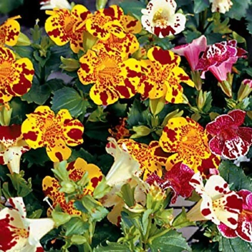 Mimulus flowers growing in a moist garden area, attracting butterflies.