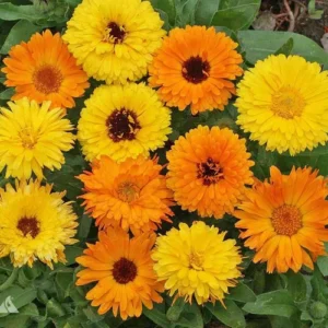 calendula mix seeds in Pakistan