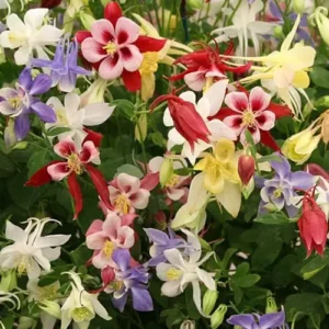 Aquilegia Plants Attracting Pollinators in a Wildflower Garden