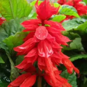 Salvia Red flowers in a garden bed