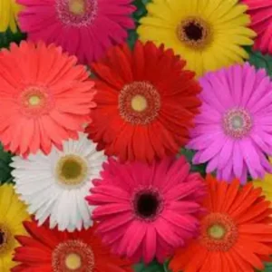 A row of Gerbera daisies growing in garden pots.