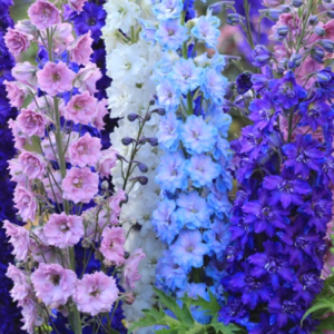 Delphinium flowers creating vertical interest in a garden border.