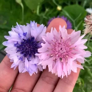 Corn Cockle (Agrostemma) Flowers in Full Bloom