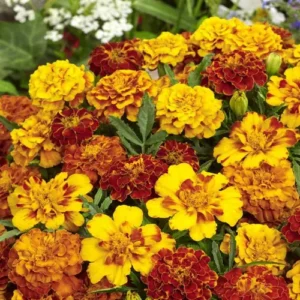 Marigold Bonanza Mix flowers in a garden bed