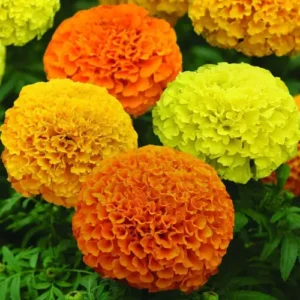 marigold inka marvel