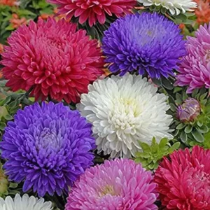 Aster Seeds Mix – Large, Vibrant Double Blooms