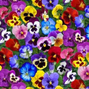 Colorful Pansy Mix Seeds for Spring and Fall Planting