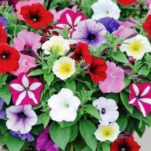 Petunia Mix Seeds flowers blooming in vibrant shades of pink, purple, red, and white