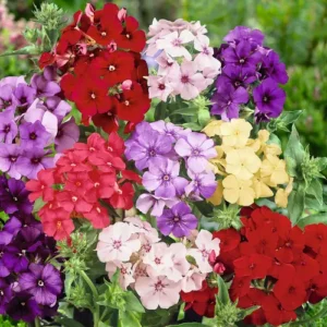 Close-up of Phlox Flower in Pink and Purple Shades