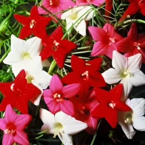 Cypress vine flowers blooming on a trellis