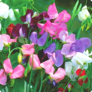 Close-up of Fragrant Sweet Pea Flowers in Spring Garden