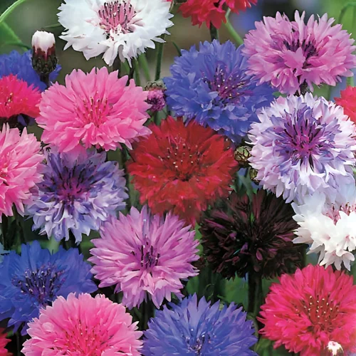 Mixed Cornflowers in a Wildflower Garden