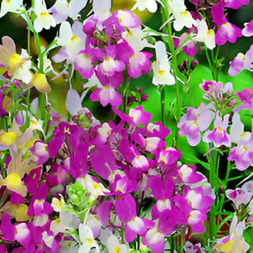 Vibrant Linaria mix flowers attracting bees in a summer garden.