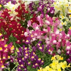 Linaria maroccana growing in containers.