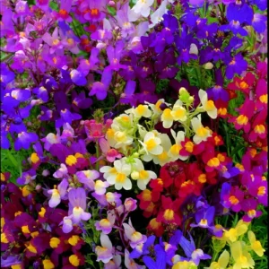 Colorful linaria seeds flowers of Linaria Fairy Bouquet mix.