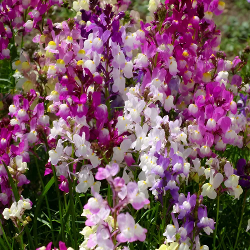 Purple and pink Linaria blooms in a garden setting.