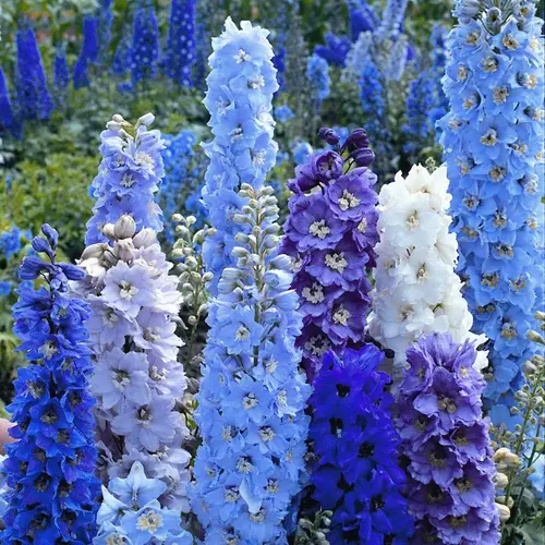 Delphinium Mix Seeds producing tall, vibrant flowers in a garden.