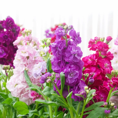 Colorful Stock Mix seeds β Perfect for Garden Borders and Containers Colorful Stock Mix seeds β Perfect for Garden Borders and Containers