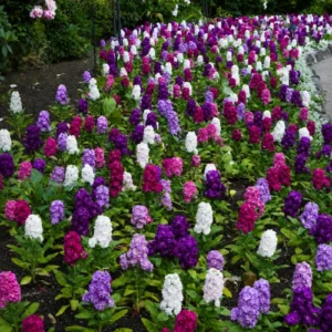 Colorful Stock Mix seeds β Perfect for Garden Borders and Containers Colorful Stock Mix seeds β Perfect for Garden Borders and Containers