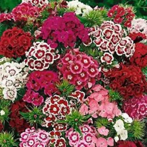 Sweet William plants in full bloom in a cottage garden.