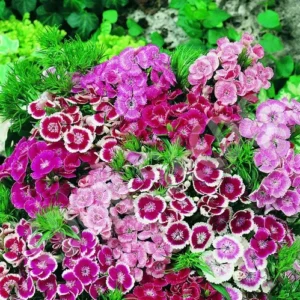 Dianthus Perennial Blooms in a Border Garden