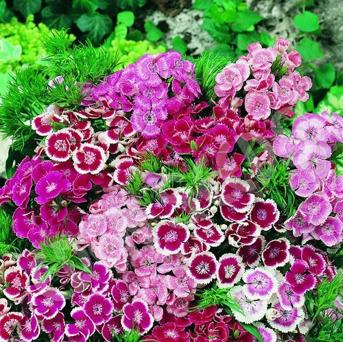 Dianthus Perennial Blooms in a Border Garden