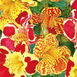 Close-up of yellow and red spotted Mimulus flowers.