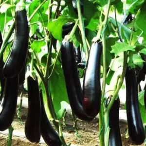 Black Brinjal Long Seedling (پنیری) Hybrid F1
