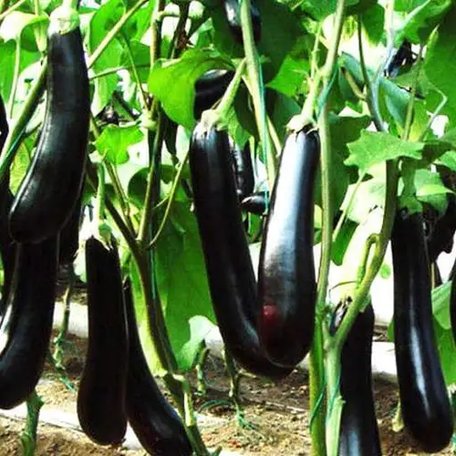 Black Brinjal Long Seedling (پنیری) Hybrid F1