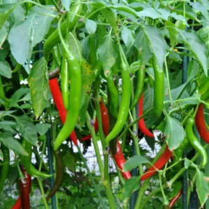 Ready-to-transplant Green Chilli Seedlings Hybrid F1 in a box.