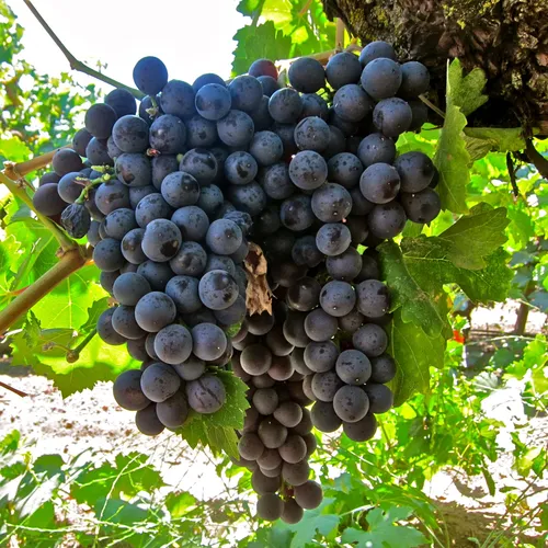 narang black grapes