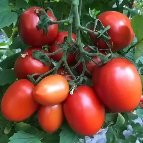 Tomato Cluster Super Seedling (پنیری) Hybrid F1