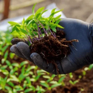 Green Chilli Skyline Seedling (پنیری) Hybrid F1 Green Chilli Skyline Seedling (پنیری) Hybrid F1